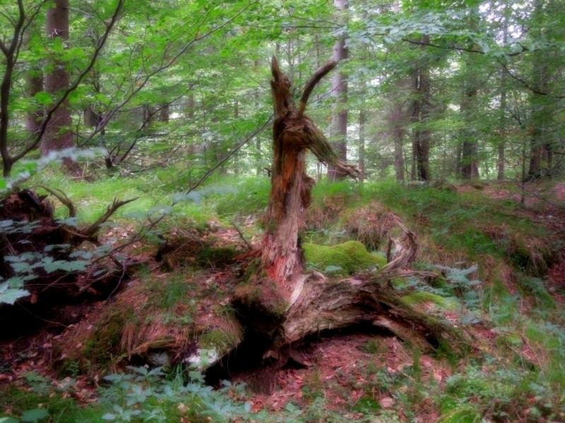 Ettal Wintersport: Wildfutterung im Grasswangtal景点图片