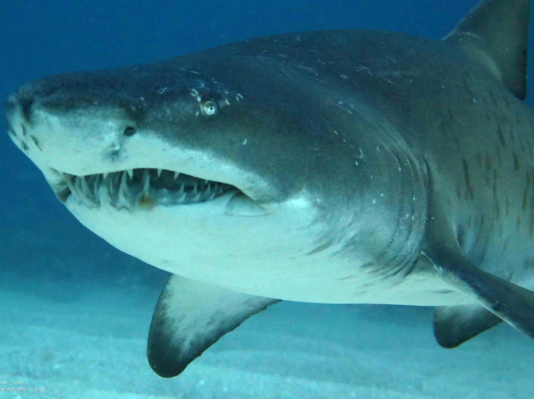 Ocean Explorers Dive Centre-约翰内斯堡必去景点