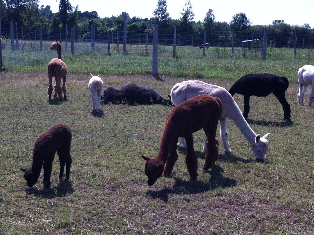 Alpagas Brise Des Champs-Mirabel必去景点