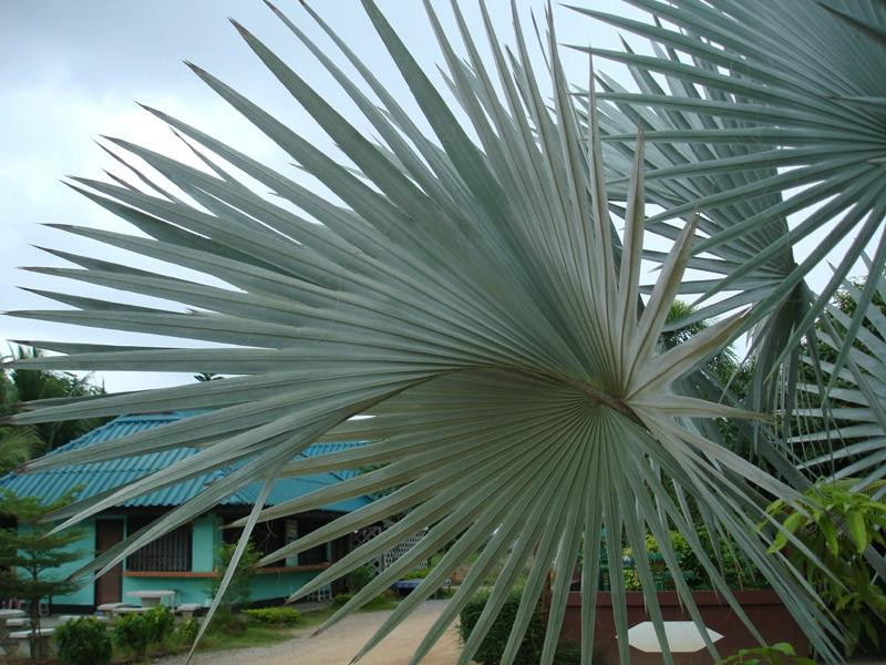 Krasae Bon旅游攻略图片