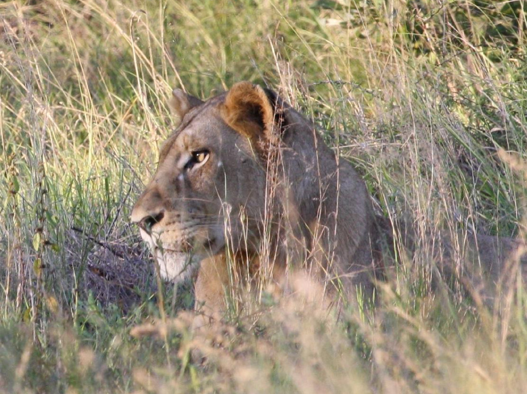 Africa Spear Kruger Park Safaris景点图片