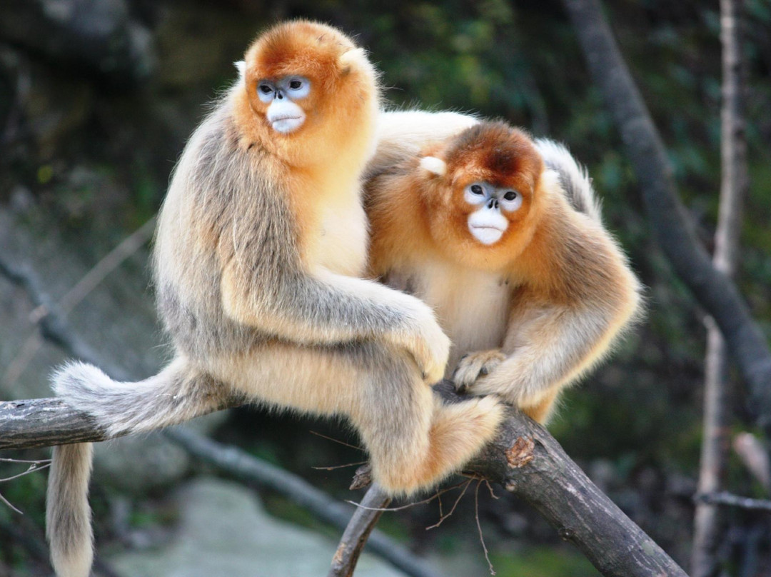 陕西佛坪国家级自然保护区-佛坪县必去景点