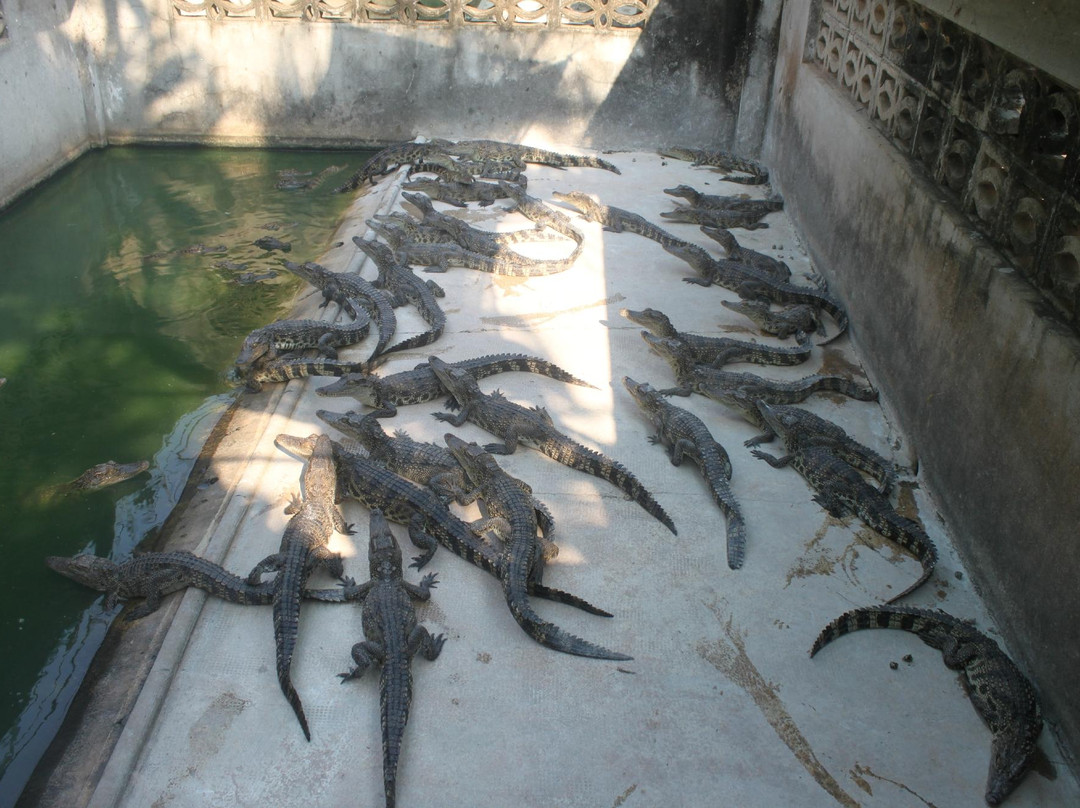 Battambang Crocodile Farm-马德望必去景点