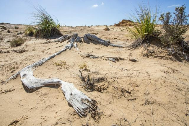 Sandtrails Hokianga-Mitimiti必去景点