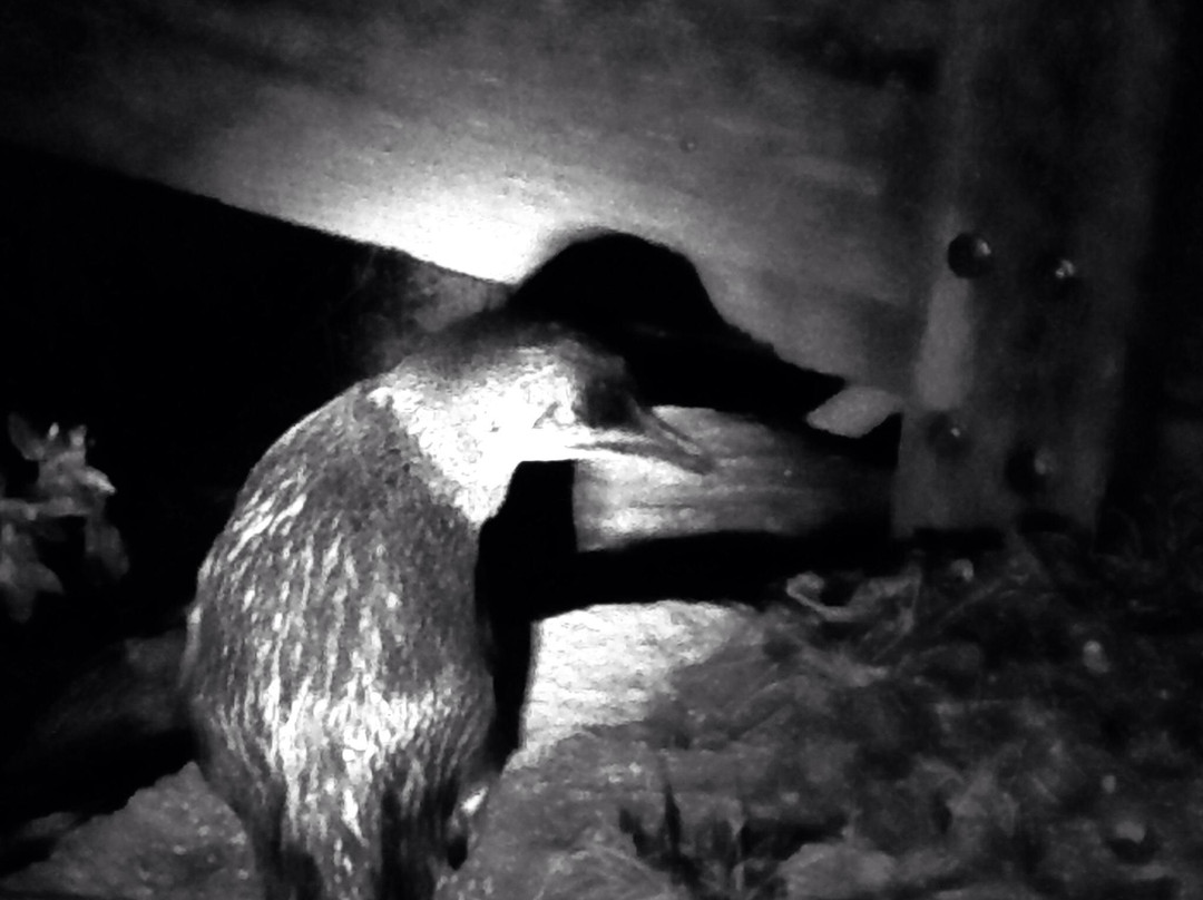 Bonnet Island Experience-斯特拉恩必去景点