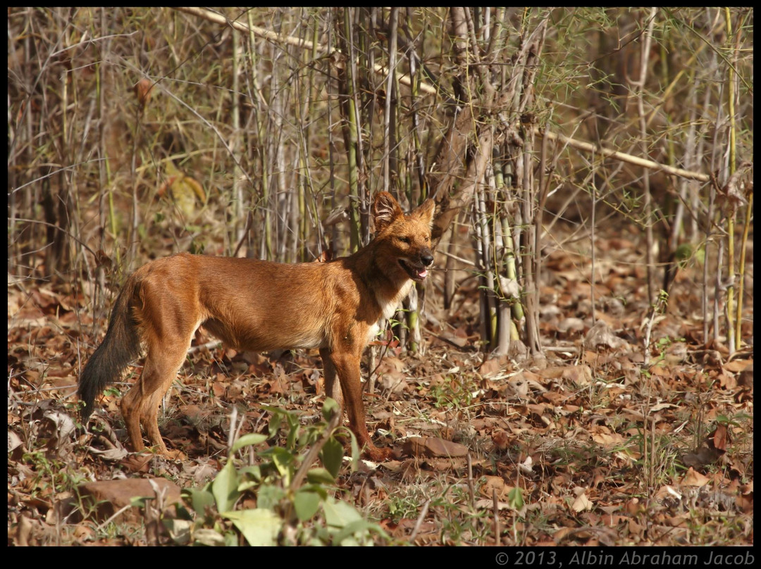 Chava Kolara Resort主图