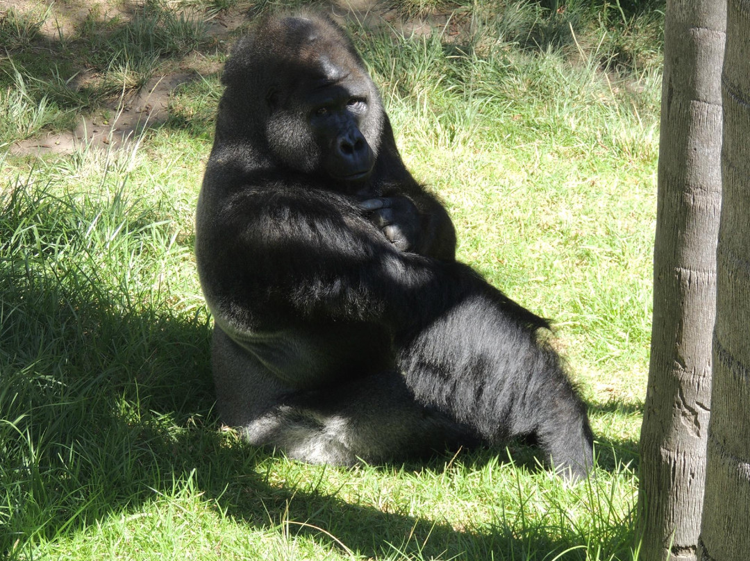 圣塔芭芭拉动物园-圣巴巴拉必去景点