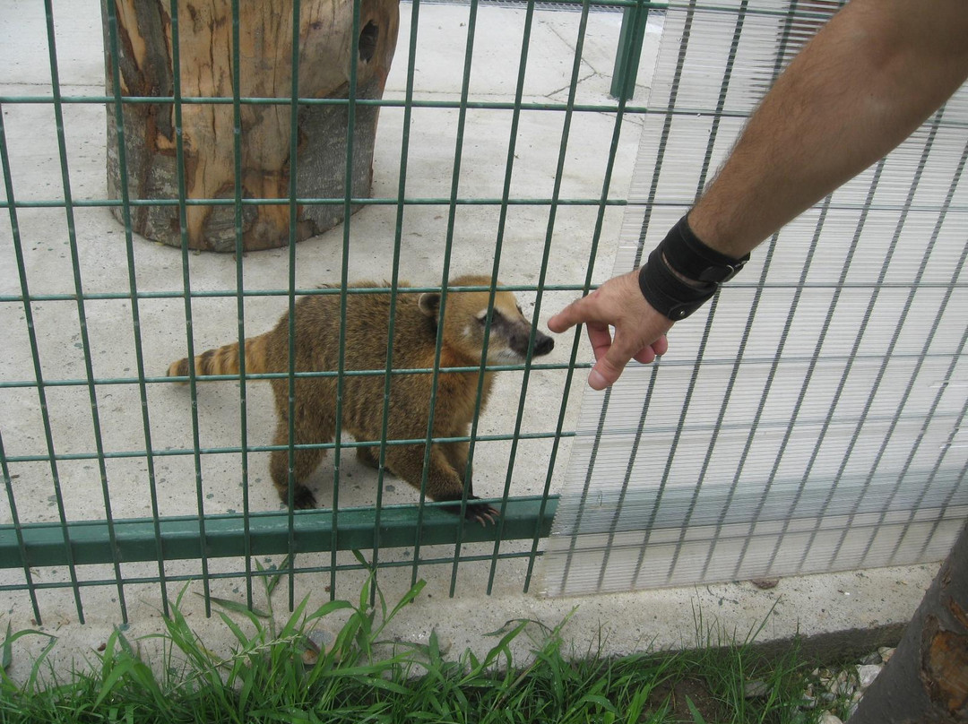 Zoo Ramnicu Valcea景点图片