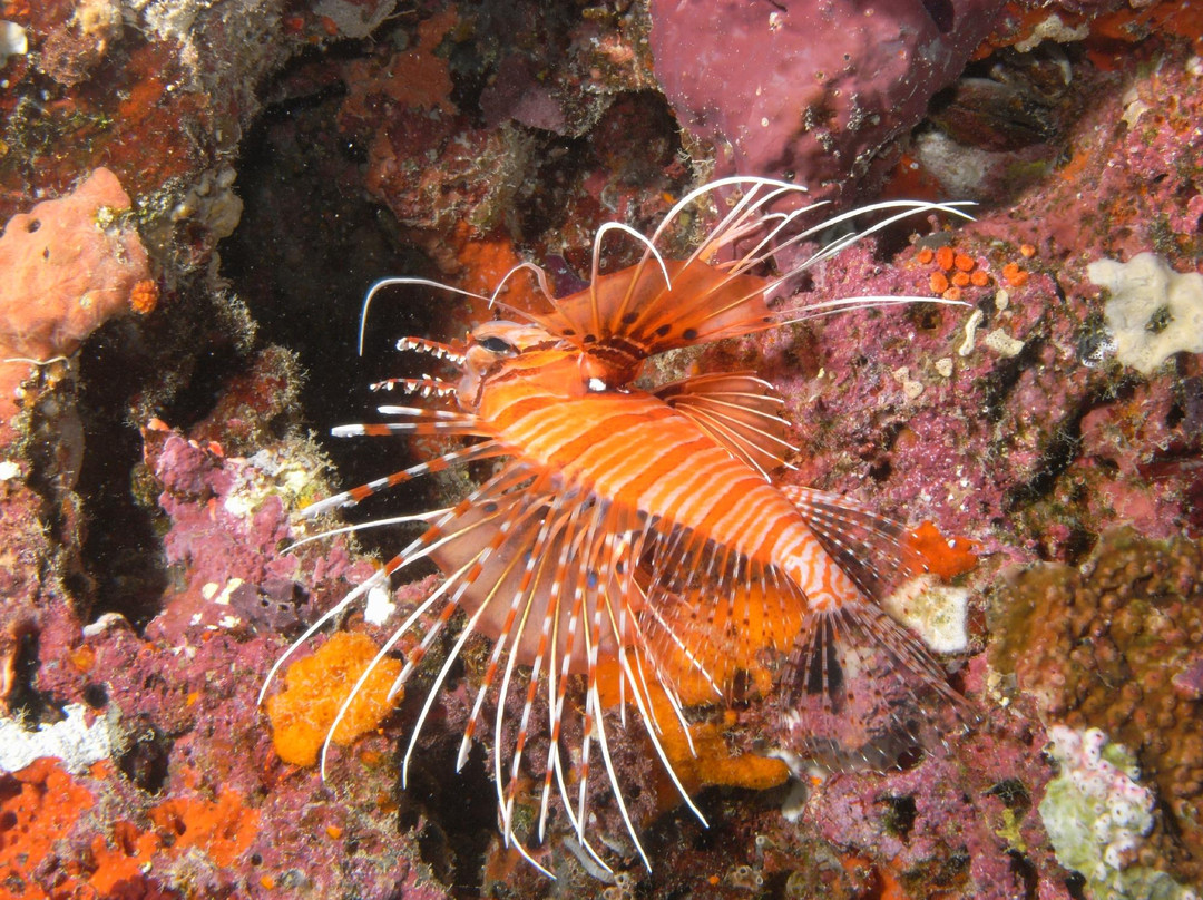 Euro-Divers Vilamendhoo景点图片