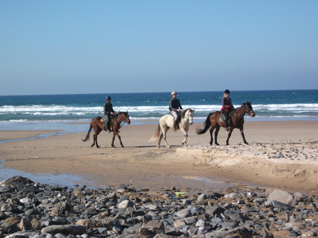 Horses in the Sun景点图片