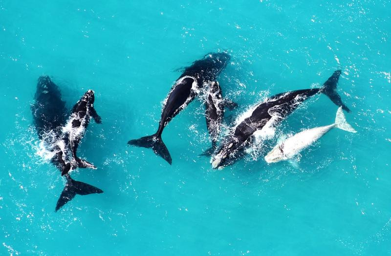 African Wings - Day Trips