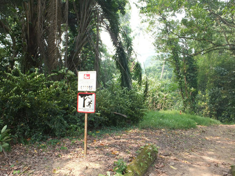 武吉知马自然保护区-新加坡必去景点