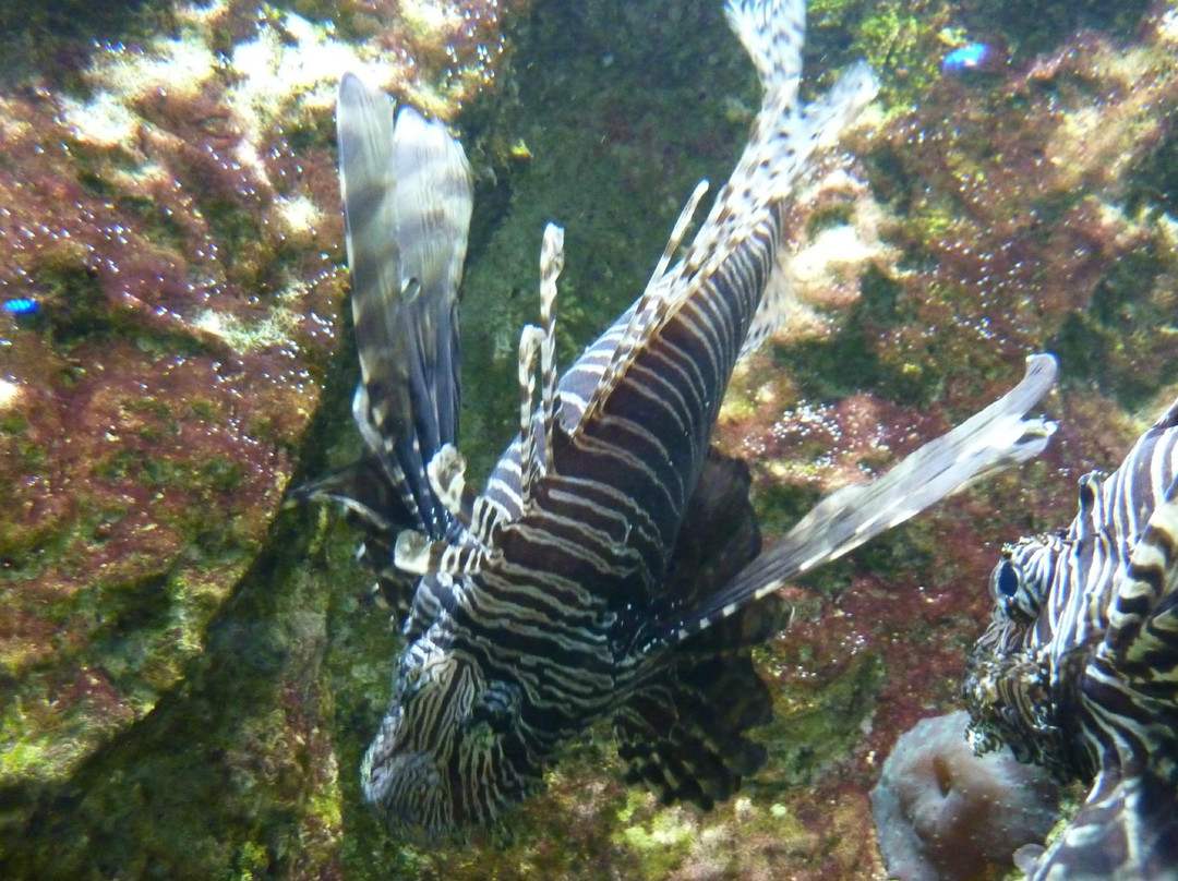 Aquarium de Lyon景点图片