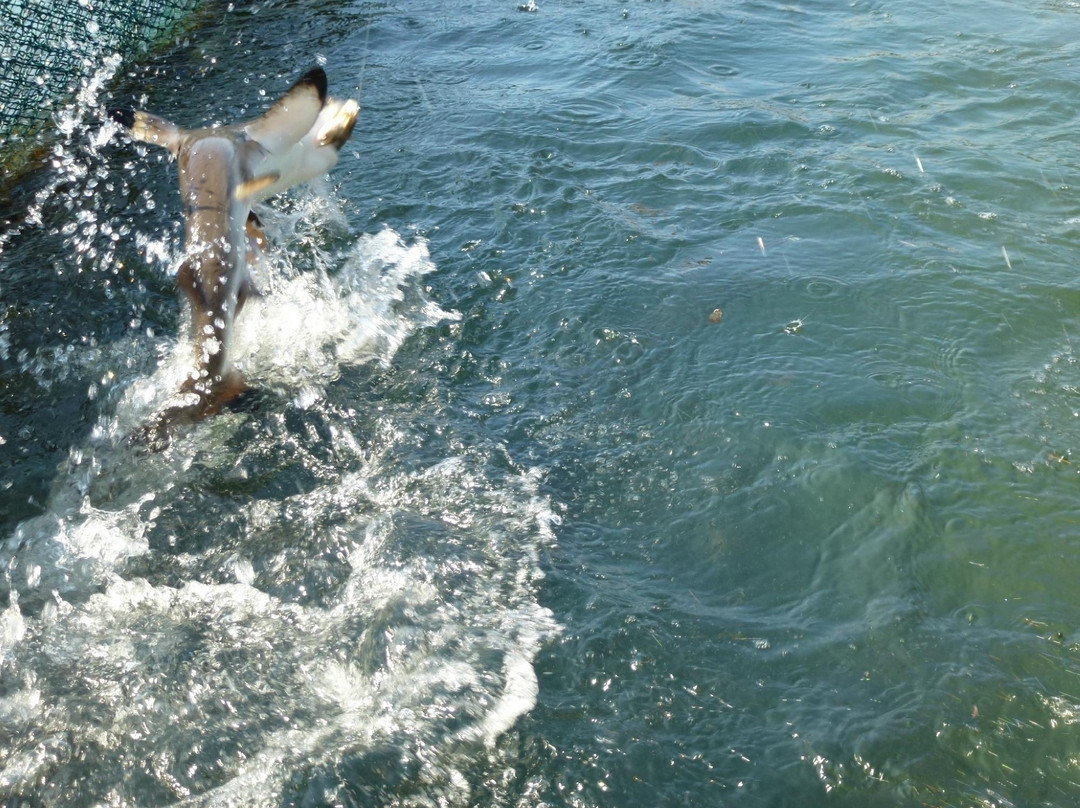 Bali Sharks-Serangan必去景点