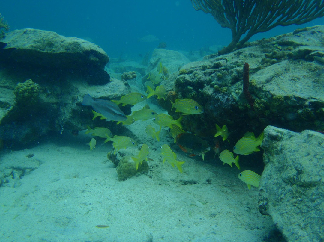 Hidden Reef Eco-Tours景点图片