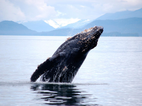 Weather Permitting Alaska - Whale Watching-朱诺必去景点