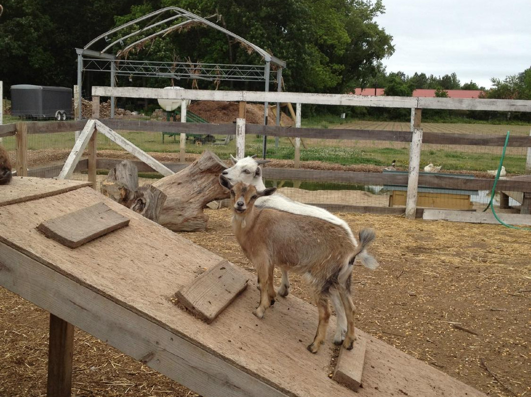 Dawn's Country Market-Milton必去景点