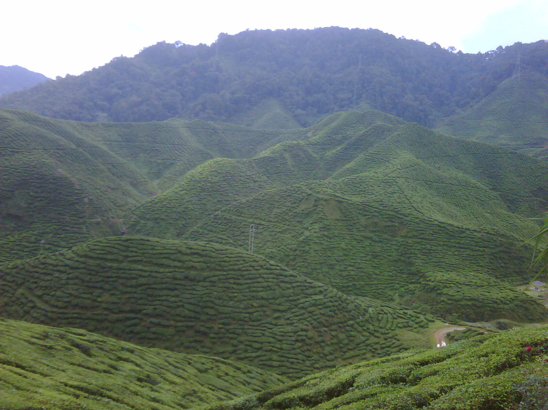 Cameron Bharat Tea Estate-丹那拉塔必去景点