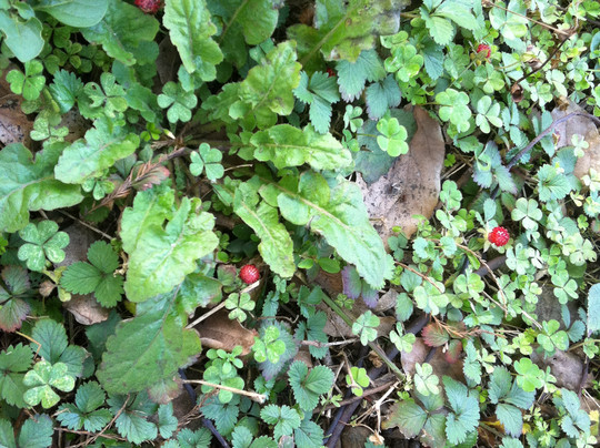 淀山湖-上海市必去景点