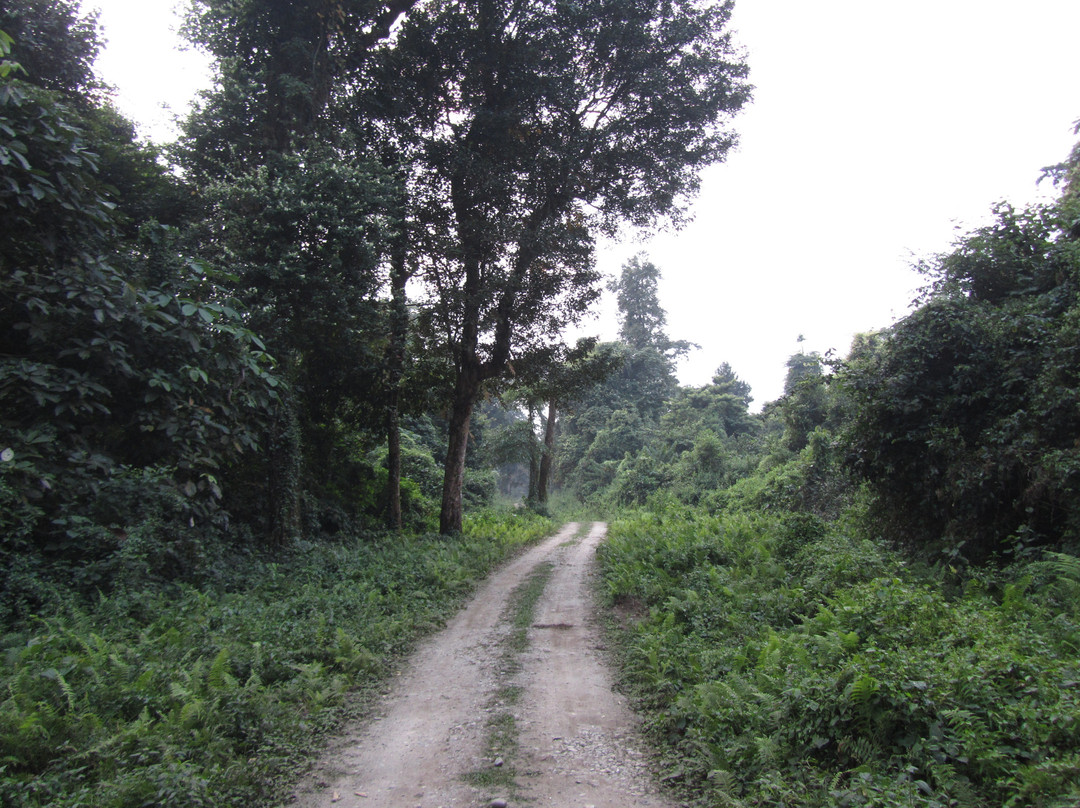 Chapramari Wildlife Sanctuary景点图片