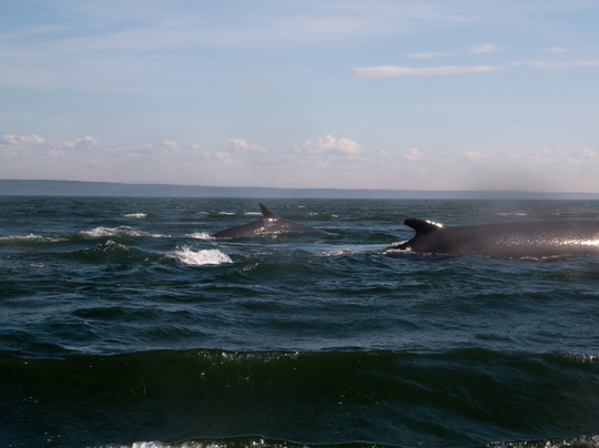 Otis Excursions-泰道沙克必去景点