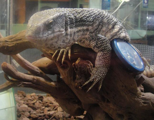 长隆飞鸟乐园-广州市必去景点