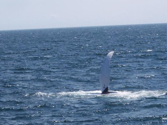 Hyannis Whale Watcher Cruises-Barnstable必去景点