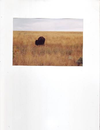 羚羊岛州立公园-Syracuse必去景点