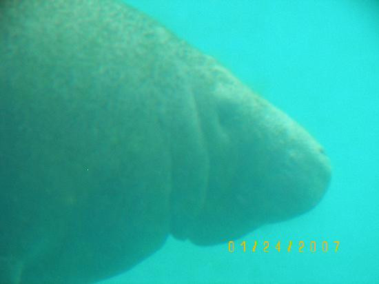 Ellie Schiller Homosassa Springs Wildlife State Park-Homosassa Springs必去景点