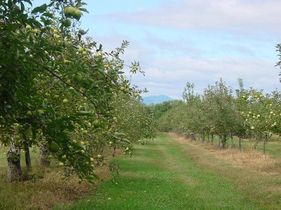 Taconic Orchards景点图片