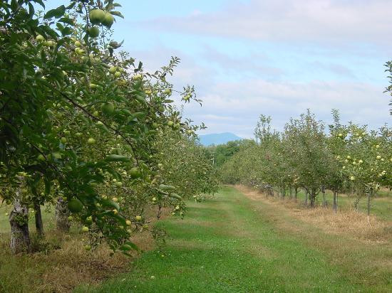 Hudson旅游景点-Taconic Orchards