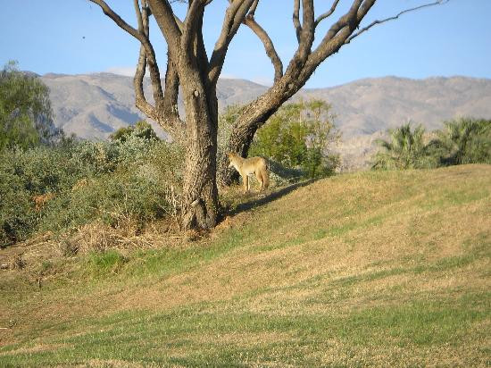 PGA WEST Pete Dye Stadium Golf Course-拉金塔必去景点