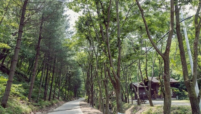 Cheongsong Recreational Forest