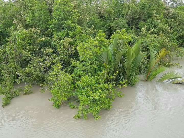 Sundarbans景点图片