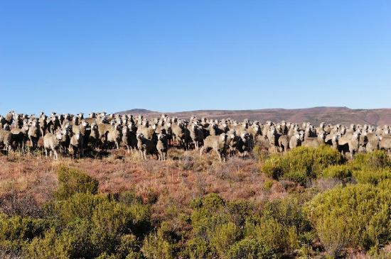 Barkly East旅游攻略图片