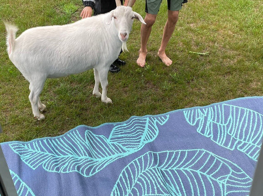 La Mini Ferme Du Boisé-Saint-Tite必去景点