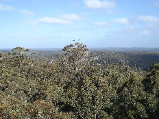Gloucester Tree-彭伯顿必去景点