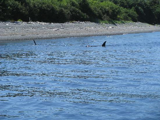 Mackay Whale Watching-Port McNeill必去景点