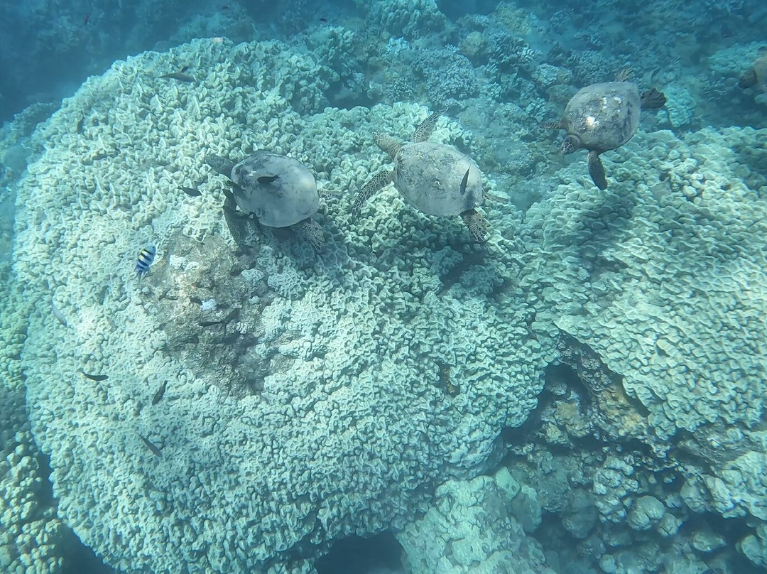 Maui Kayak Adventures-基黑必去景点