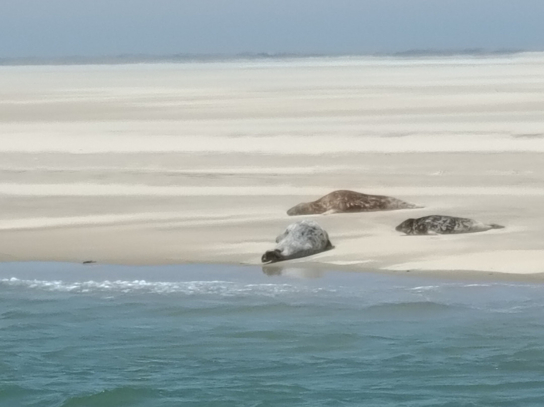De Zeehond - Seal Boat Tour景点图片