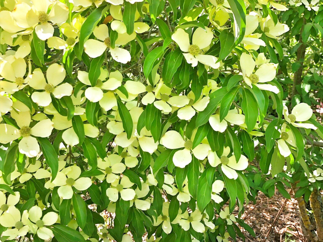 Les Jardins de la Quinta das Mil Flores景点图片