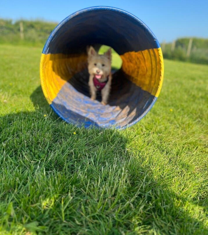Ayrshire K9 play park景点图片