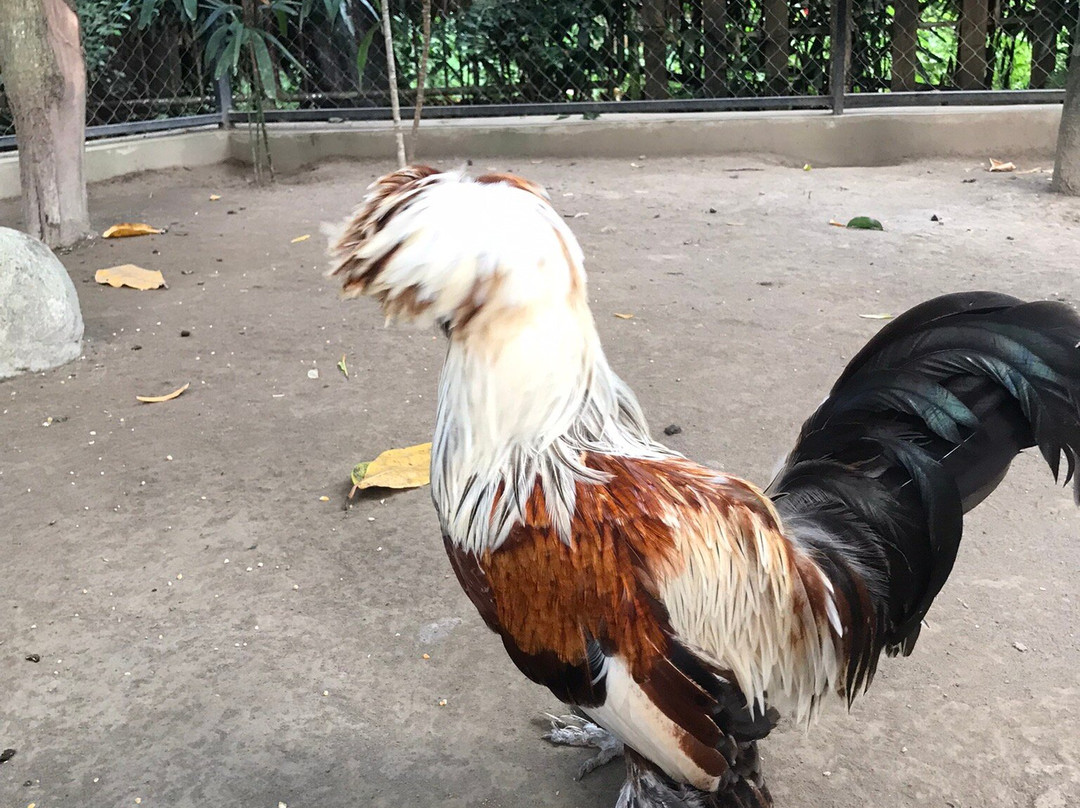 Gembira Loka Zoo-日惹必去景点