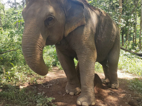 Toto's Elephant Sanctuary-清迈必去景点