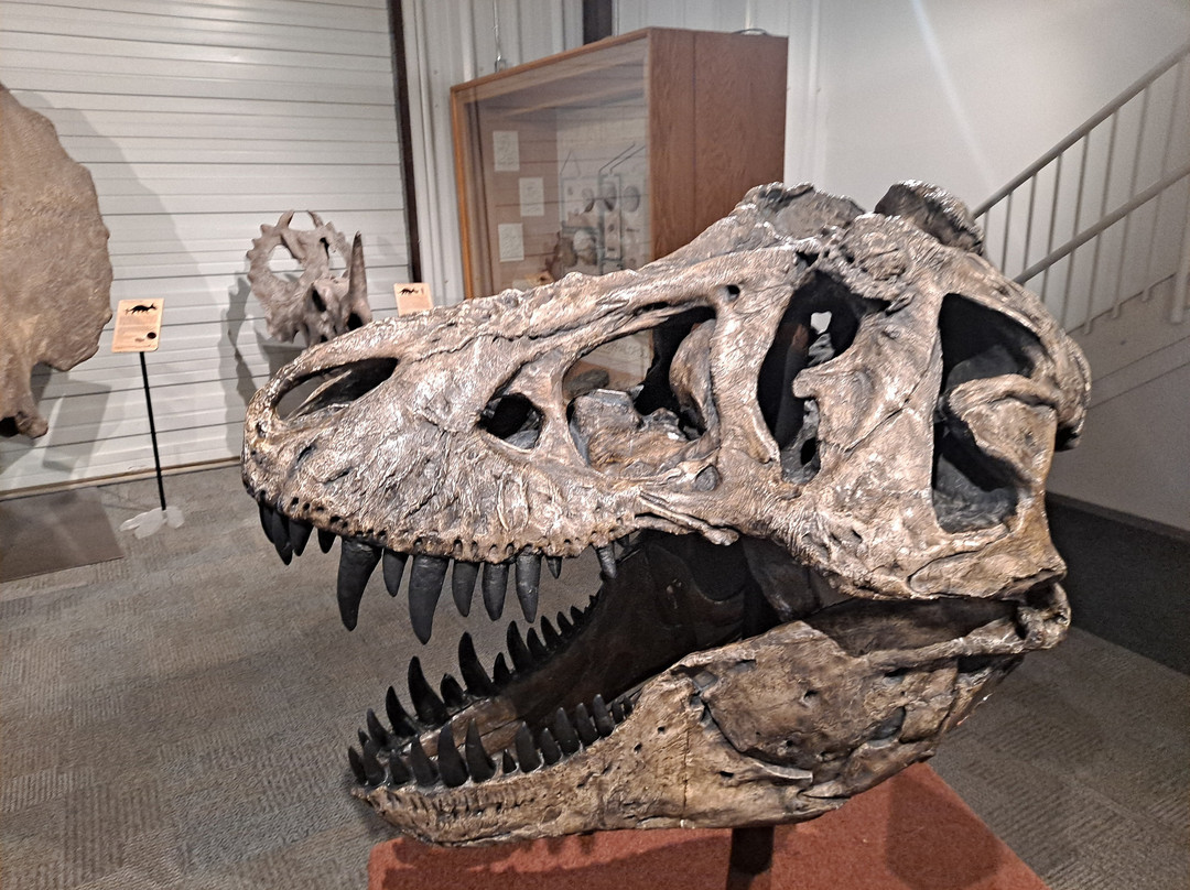 BYU Museum of Paleontology-普若佛必去景点