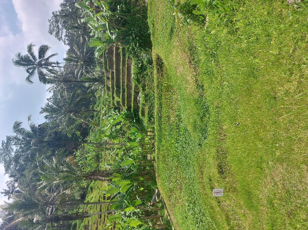 Private Guided Tour with adventure in Ubud Bali-乌布必去景点