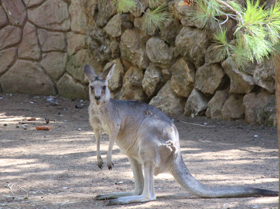 Parque Zoológico De Lagos景点图片