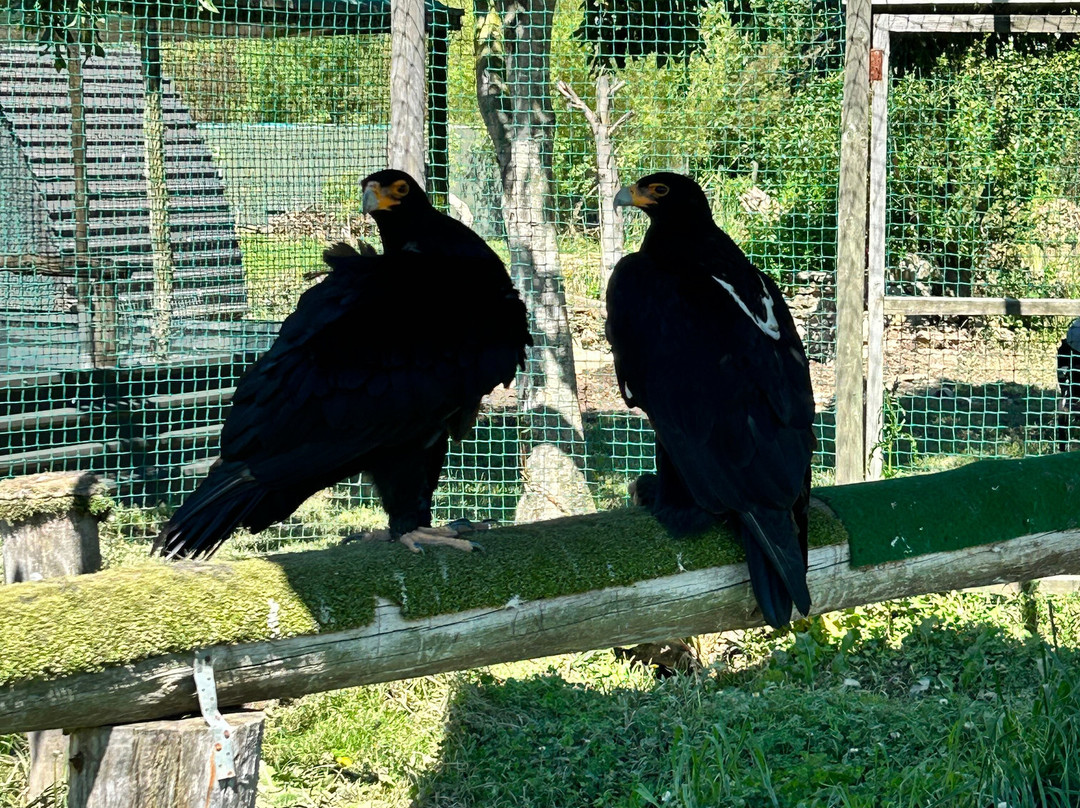 Eagle Encounters @Spier Wine Farm-斯泰伦博斯必去景点