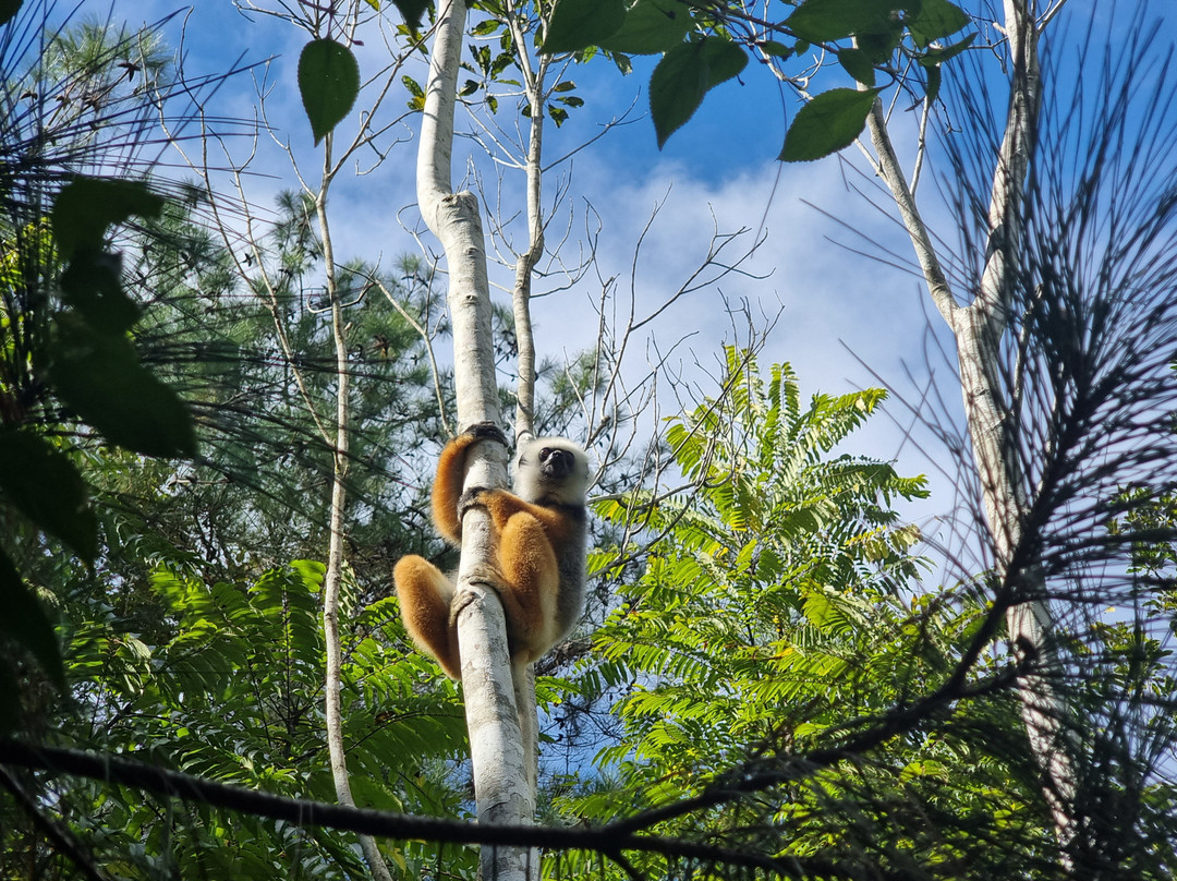 Madagascar Ideal Adventures-安齐拉贝必去景点