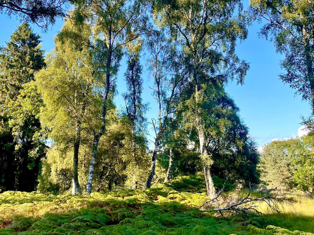 Muir of Dinnet National Nature Reserve-Dinnet必去景点